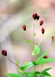 Image result for Gilgiochloa indurata