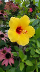 Yellow flowers are more commonly used for decorating wedding venues since the color yellow has the ability to brighten up the atmosphere. 50 Flowers With Surprising Meanings Meanings Of Flowers