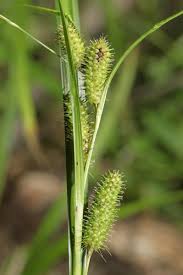 Image result for Carex lycurus