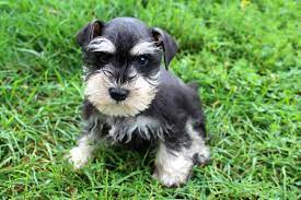 Our most popular post for 2020 reached over 444,937 people and generated 34,064 reactions, comments and shares!! Black Silver Parti Colored Miniature Schnauzers Fernweh Schnauzers