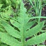 Image result for Thelypteris confluens