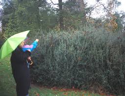 Image result for Chilean guava images