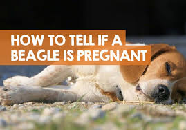 Weight gain becomes obvious in the second half of pregnancy, and the abdomen may feel firmer during the last couple of weeks. How Do I Know If My Beagle Is Pregnant Signs To Look For