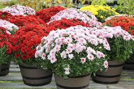 Lori harms, grower greenhouse manager countryside flower shop and nursery, explains how to care for your garden mum so they bloom again in fall for you! How To Care For Mums Plant Instructions