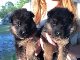 Our german shepherds are registered with the akc for their lineage. German Shepherds Puppies Now From Oversized Parents Home
