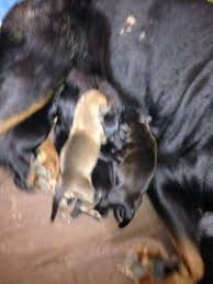 Adopting rottweiler mix pups or dogs can cost anywhere from $25 from a local oregon animal shelter to $350 from a specialized dog rescue. Rottweiler Pitbull Mix Puppies Pitweilers For Sale In Savannah Georgia Classified Americanlisted Com