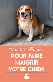 A Quel Age Adopter Un Chiot Accueillir Un Chiot Video Chiot Adopter Un Chiot Chien