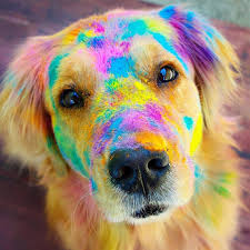 Image May Contain Dog Cute Dogs And Puppies Cute Dogs Animals