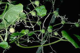 Image result for Pachycarpus