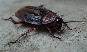 Comment Se Debarrasser D Une Blatte De Jardin