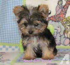 Puppies for sale from dog breeders near ohio. Adorable Yorkie Ton Puppies Non Shed Allergy Friendly Yorkie Dogs For Sale Yorkie Morkie Puppies