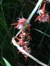 Image result for Hyparrhenia cymbaria