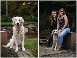 Maybe you would like to learn more about one of these? Ellie The Golden Retriever Puppy Pittsburgh Pet Photographer Bark Gold Photography Pittsburgh Pet And Dog Photographer