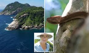 One deadly snake per square foot stays over here. Inside The Forbidden Rock Dubbed Snake Island Where 4000 Of The World S Deadliest Serpents Live Daily Mail Online