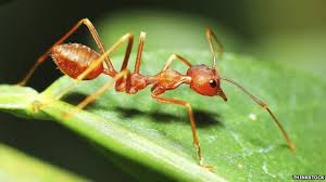This type of ant is so dangerous that even it has been registered in the guinness world records for a most dangerous one. Are All The Ants As Heavy As All The Humans Bbc News