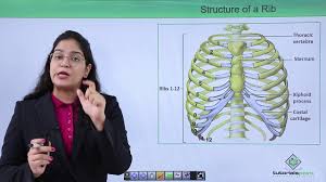 Vestibular anatomy and neurophysiology review the human postural control system to understand the impact of concussion. Locomotion And Movement Bones Of Ribs Youtube