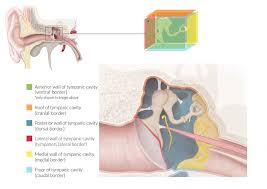 The inner ear (internal ear, auris interna) is the innermost part of the vertebrate ear. The Ear Knowledge Amboss