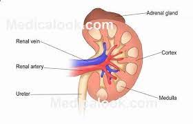 Kidney An Outer Renal Cortex And An Inner Renal Medulla Comprise The Structure Of The Kidney The Inner Renal Medul Human Kidney Human Anatomy Anatomy Organs