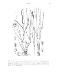 Image result for Paspalum scrobiculatum