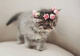 Iheart Pictures Kittens Cutest Cute Animals Cute Cats