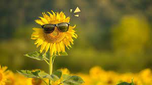 Bunga matahari bunga kuning alam mekar tanaman musim panas flora kelopak. Tips Menanam Bunga Matahari Ketahui Hal Yang Perlu Diperhatikan Orami