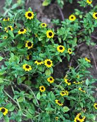 Scored This Tiny Little Sunflower Like Plant Today At My Local Nursery It Didn T Have