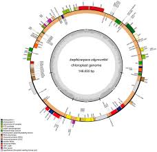 Image result for Decorsea schlechteri