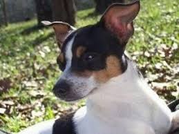 So, what happens if we have a half chihuahua half jack the coat marking will vary depending on the genes of the parent. A White With Black And Tan Jack Chi Puppy Is Laying In A Field With Fallen Leaves And Trees Behind It Hybrid Dogs Chi Dog Dog Personality