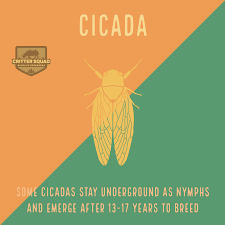 The central bearded dragon is the common name for pogona vitticeps, which lives in dry areas of australia the name bearded dragon refers to the fringes around and under the head. Cicada Fact Sheet C S W D