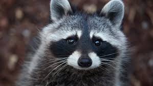 Baby Raccoon Found In Newport News Tested Positive For Rabies Euthanized 13newsnow Com