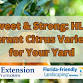 2026 Sweet & Strong: HLB-Tolerant Citrus Varieties