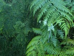 Image result for Histiopteris