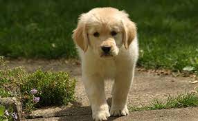 They are a cross between a golden retriever and a labrador retriever. Mini Golden Retriever Ontario Canada Cute Doggies And Puppies Free Images
