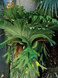 We did not find results for: Staghorn Fern San Diego Zoo Animals Plants