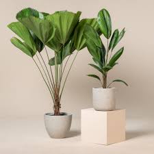 Image result for Licuala grandis