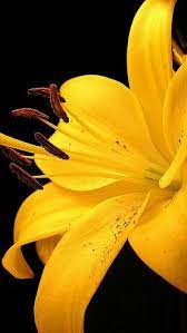 Pin On Gardening