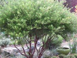 Image result for Macrotyloma densiflorum