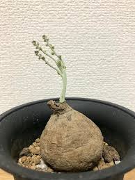 ステファニア エレクタの投稿画像 By Miiiiiさん 観葉植物と癒しとなぜ とコーデックスと塊根植物と珍奇植物とこれなぁに 2018月11月3日 Greensnap グリーンスナップ
