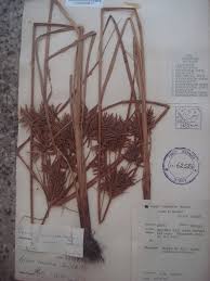 Image result for Pycreus macrostachyus