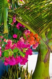 They all put on an absolutely gorgeous display when they're in bloom, and make such an absolutely utter mess of the ground beneath them that you hope your neighbor will get one so you get to look at it and they get to clean up the mess! 72 Florida Native Plants Ideas Florida Native Plants Plants Native Plants