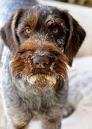 Find your perfect canine companion today! 25 German Wirehaired Pointer Ideas German Wirehaired Pointer Hunting Dogs Dogs