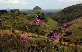 Image result for Olinia chimanimani