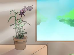 Giglio di rospo (tricyrtis spp.) pianta erbacea perenne, bulbosa appartenente alla famiglia delle. 5 Modi Per Potare Le Orchidee Wikihow