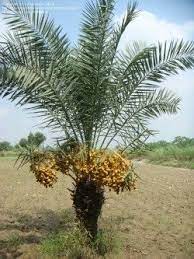 Check spelling or type a new query. Edible Palms An Introduction To Palm Fruits Dave S Garden