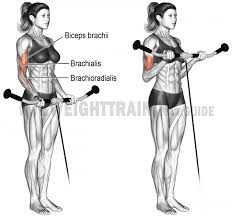 Comment Effectuer Le Curl Poulie Basse Biceps Musculation Bras Musculation Cuisse Exercice Musculation