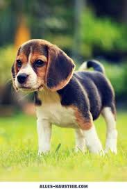 Also eigenschaften, welche uns gefallen, nützen, oder welche wir z.b. Diese 21 Total Susse Hunde Sind Einfach Zum Verlieben Alles Haustier Susse Hunde Und Katzen Niedliche Welpen Susse Hunde Welpen