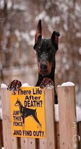 Come In And Find Out Imagenes Divertidas De Perros Perros Animal Domestico