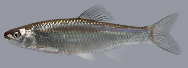 Image result for Cincinnobotrys