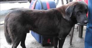 Bhutia Dog Bhotia Dog Tibetan Mastiff Dogs Tibetan Mastiff Mastiffs