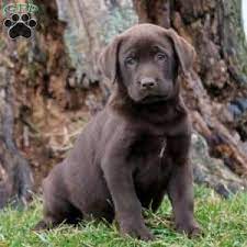 Nafc/fc/afc field trial champion sired labrador puppies. Chocolate Labrador Retriever Puppies For Sale Greenfield Puppies
